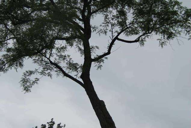 Bomen rooien en kappen van bomen in Dongen